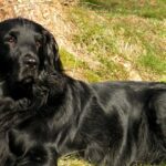 Pictures of Flat-Coated Retriever