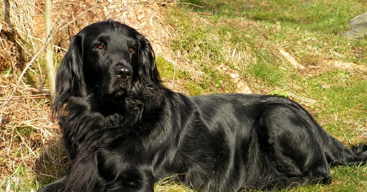 Pictures of Flat-Coated Retriever