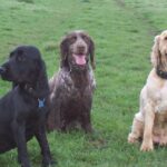 Pictures of Field Spaniel