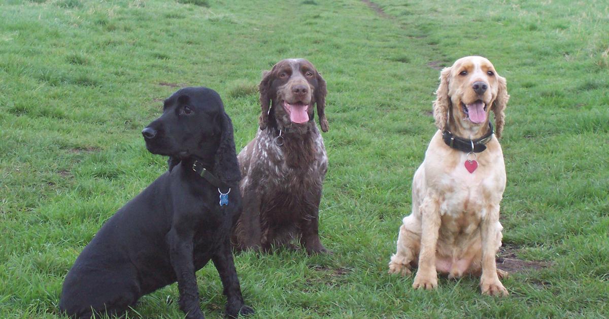 Pictures of Field Spaniel