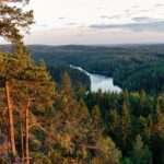 Pictures of Norwegian Forest