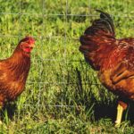 Pictures of New Hampshire Red Chicken