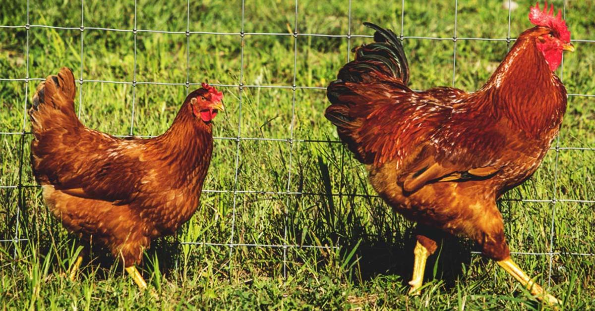 Pictures of New Hampshire Red Chicken