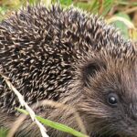 Pictures of Hedgehog