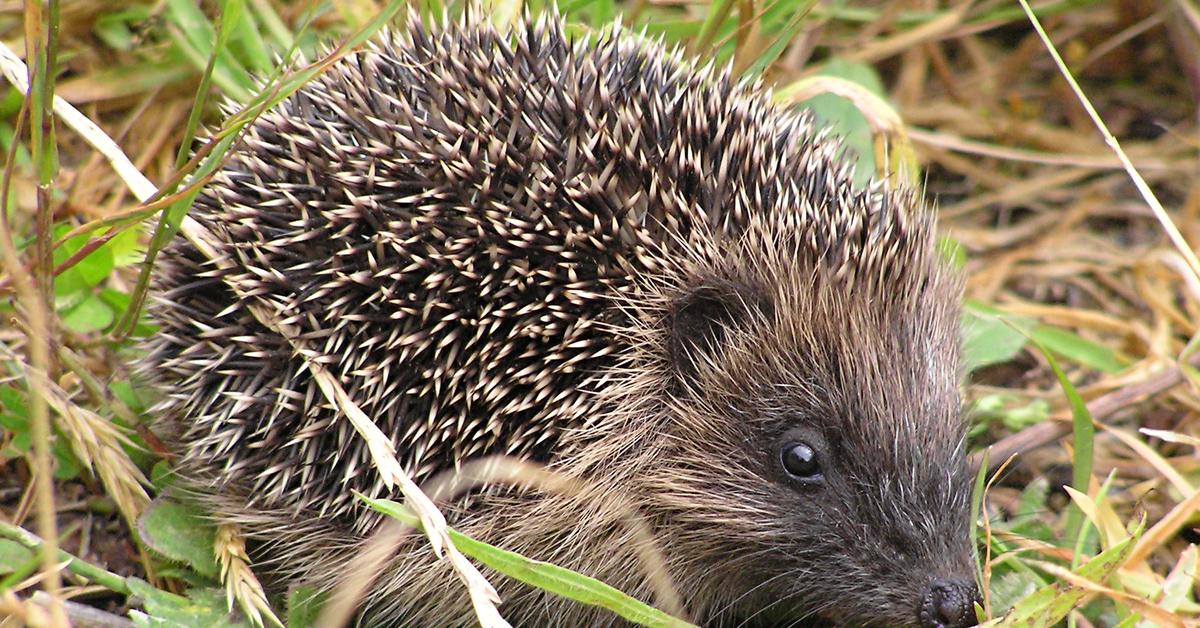 Pictures of Hedgehog