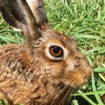 Pictures of Hare