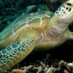 Pictures of Sea Turtle