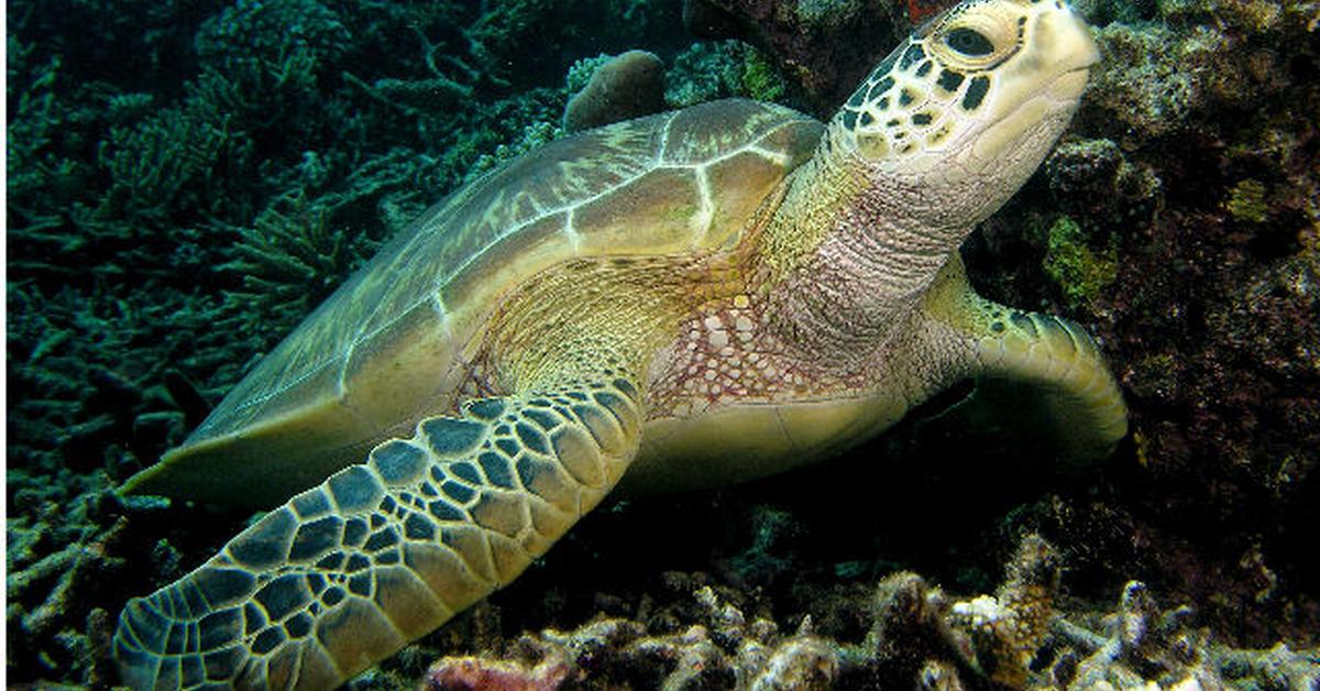 Pictures of Sea Turtle