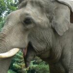 Pictures of Sri Lankan Elephant