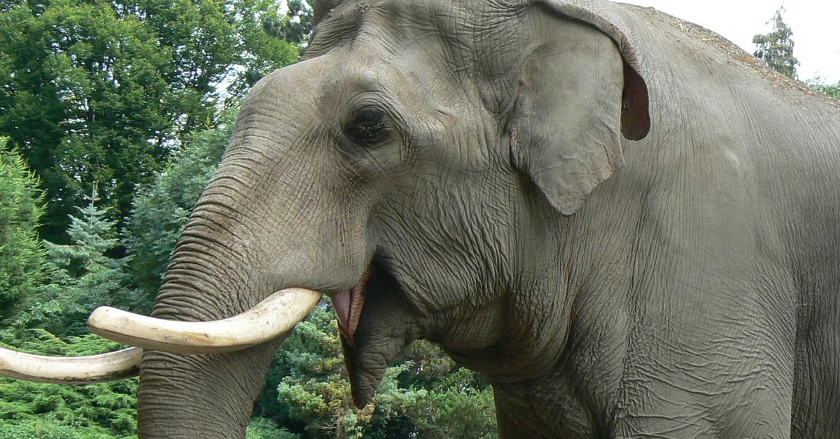 Pictures of Sri Lankan Elephant