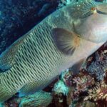 Pictures of Wrasse