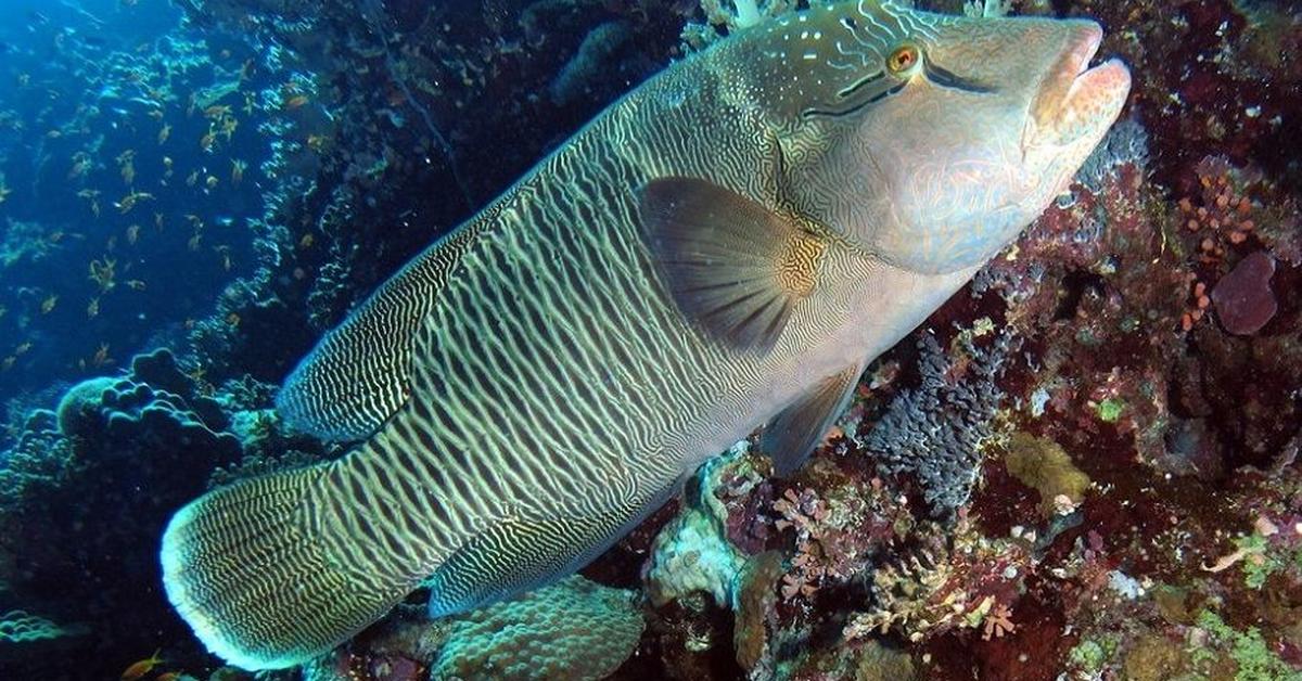 Pictures of Wrasse
