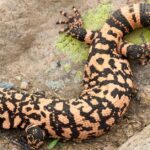 Pictures of Frilled Lizard