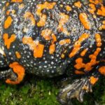 Pictures of Fire-Bellied Toad