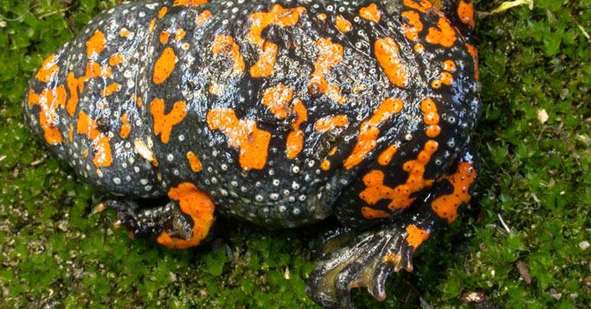 Pictures of Fire-Bellied Toad
