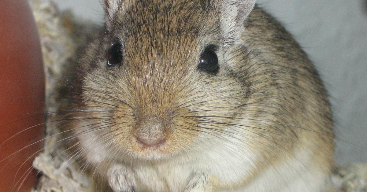 Pictures of Gerbil