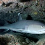 Pictures of Grey Reef Shark