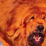 Pictures of Tibetan Mastiff