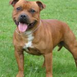 Pictures of Staffordshire Bull Terrier