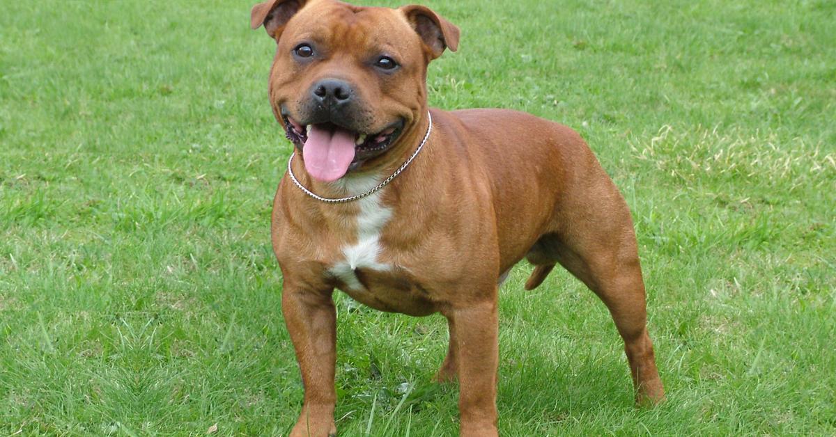 Pictures of Staffordshire Bull Terrier
