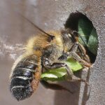 Pictures of Leafcutter Bee