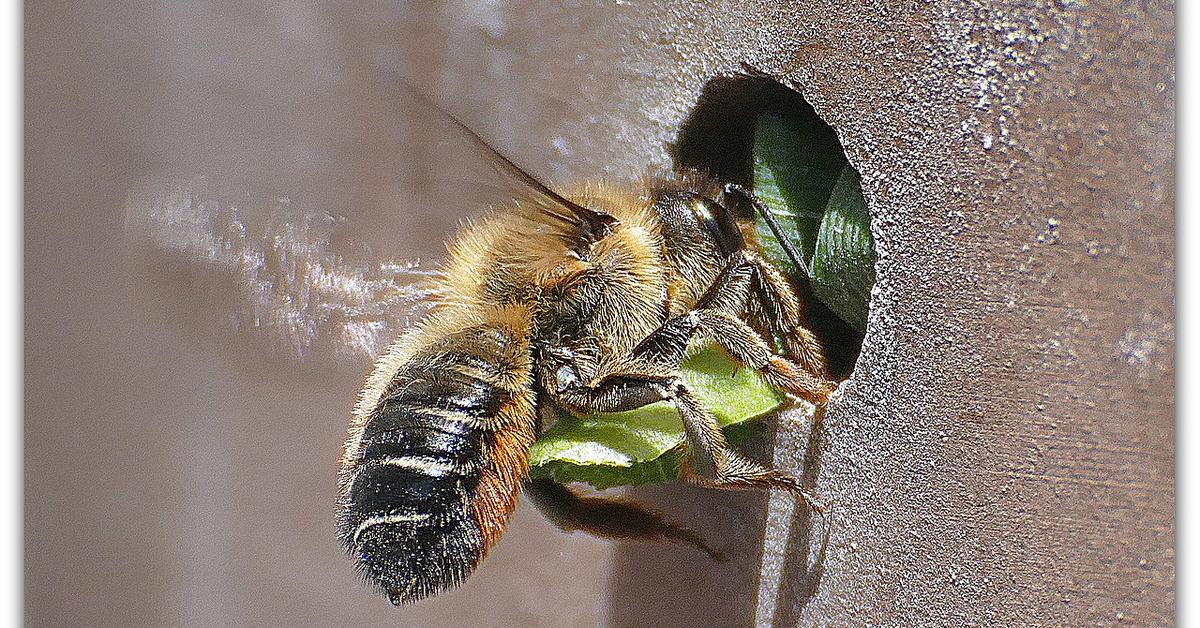 Pictures of Leafcutter Bee