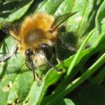 Pictures of Hairy-Footed Flower Bee