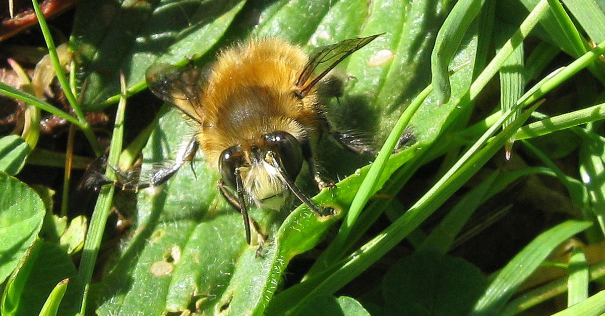 Pictures of Hairy-Footed Flower Bee