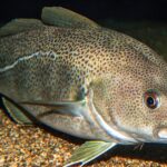 Pictures of Atlantic Cod