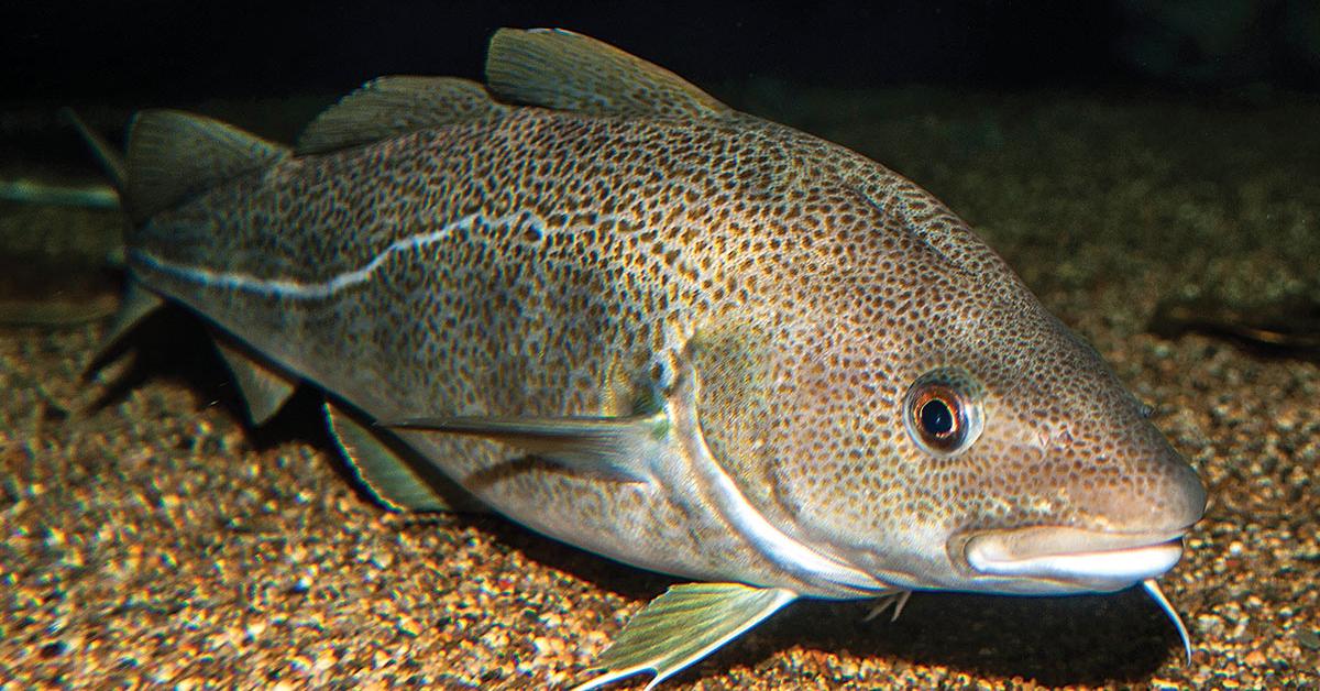 Pictures of Atlantic Cod