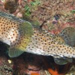 Pictures of Porcupinefish