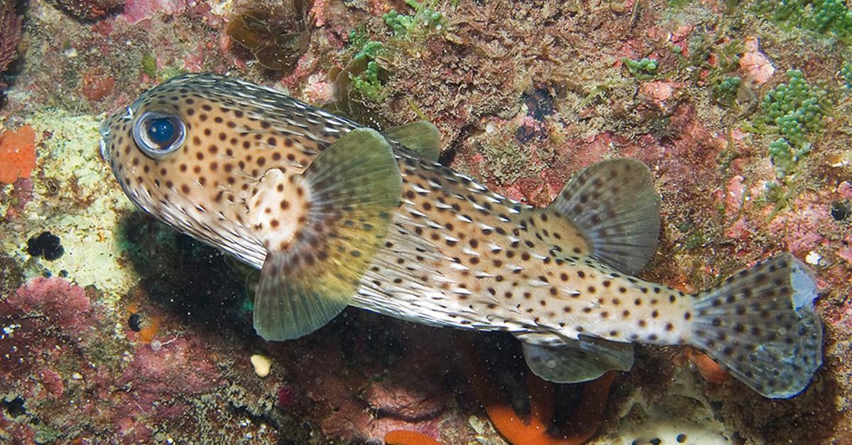 Pictures of Porcupinefish