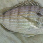 Pictures of Pinfish