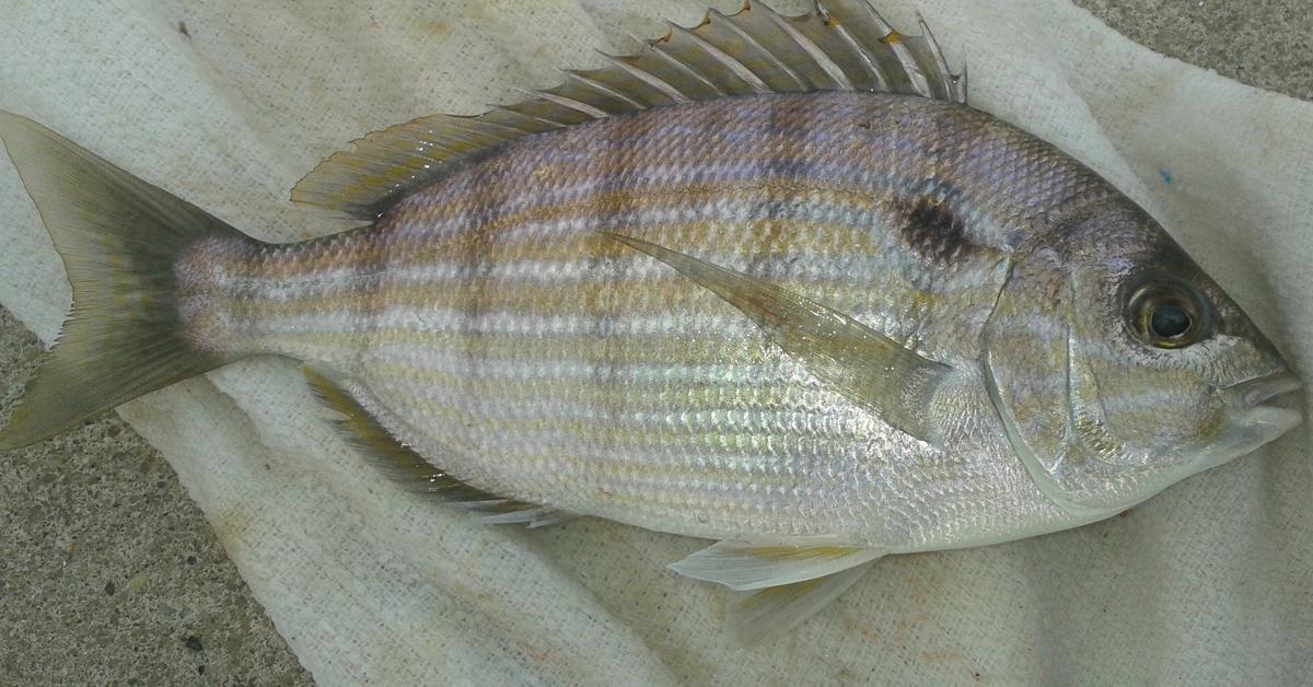 Pictures of Pinfish