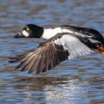 Pictures of Common Goldeneye