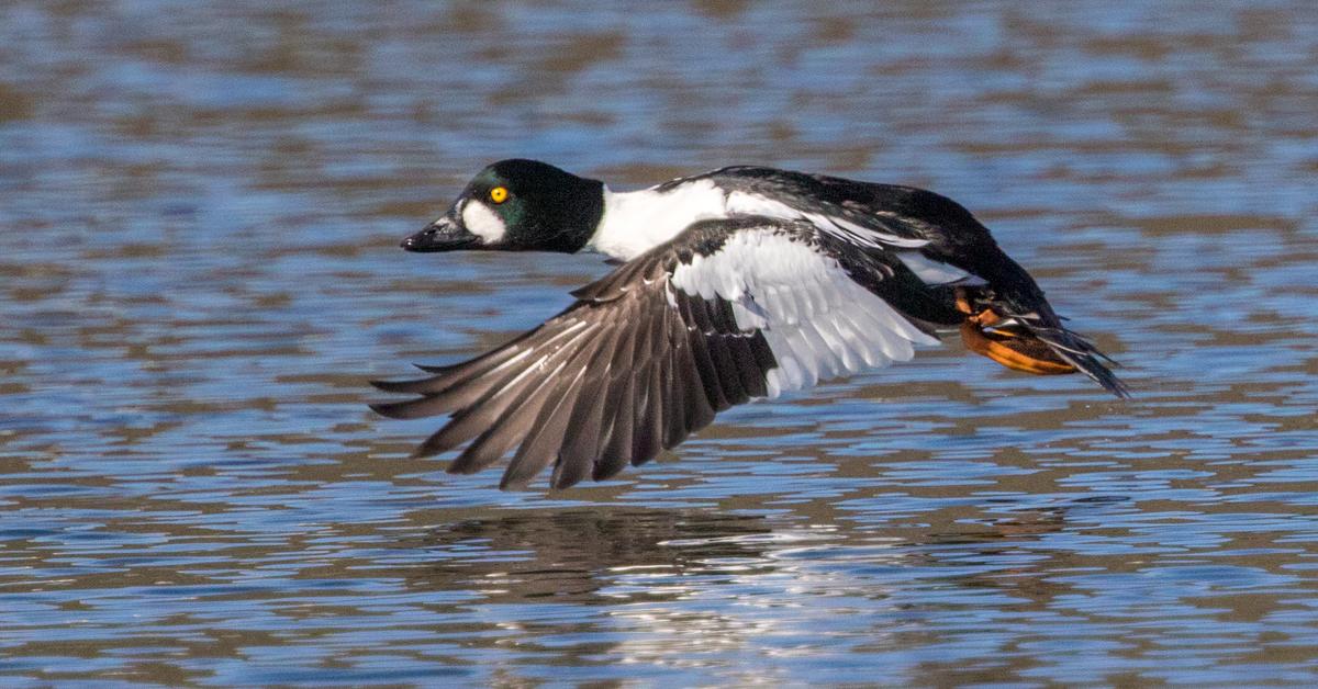 Pictures of Common Goldeneye