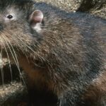 Pictures of Mountain Beaver