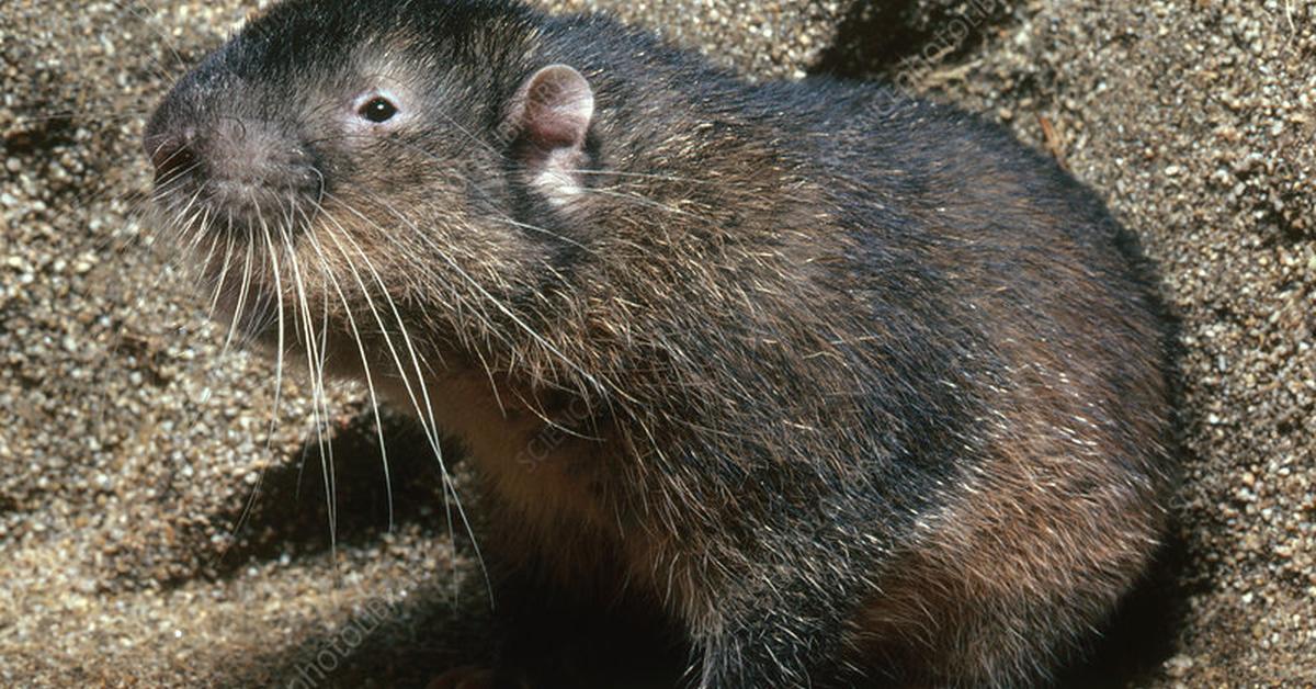 Pictures of Mountain Beaver