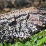 Pictures of Argentine Black And White Tegu