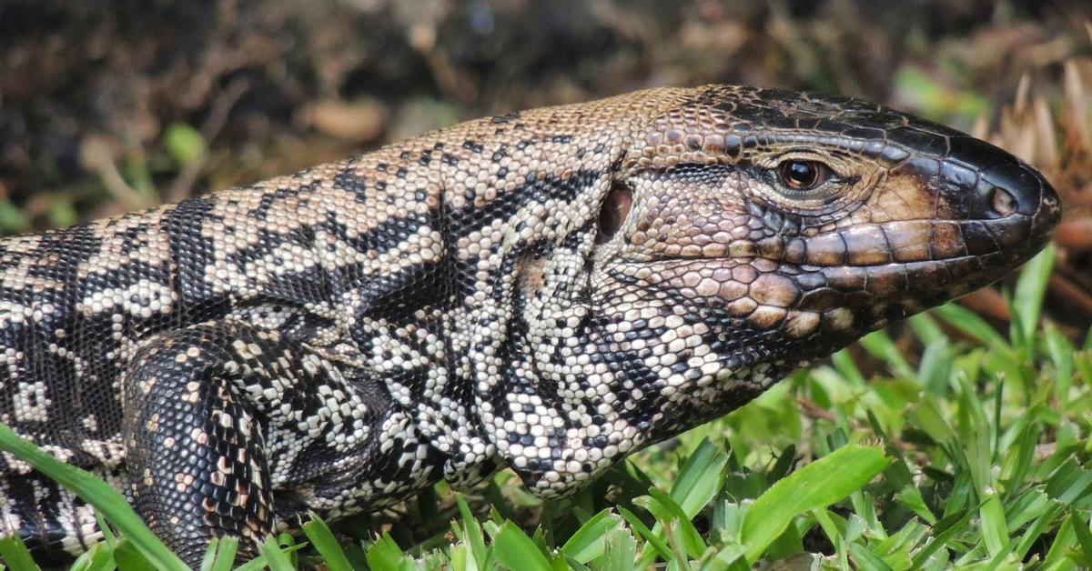 Pictures of Argentine Black And White Tegu