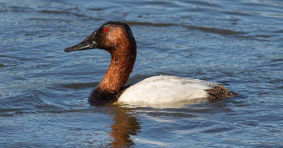 Pictures of Canvasback