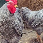 Pictures of Plymouth Rock Chicken