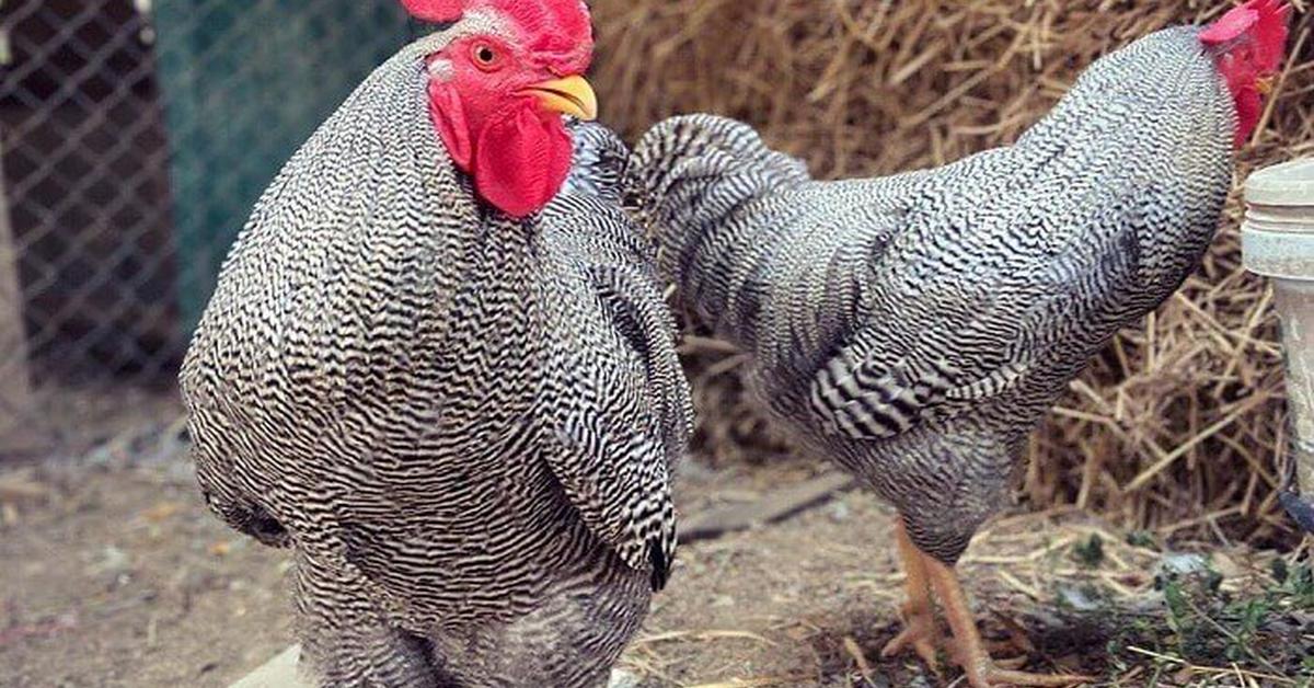 Pictures of Plymouth Rock Chicken