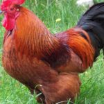 Pictures of Rhode Island Red Chicken