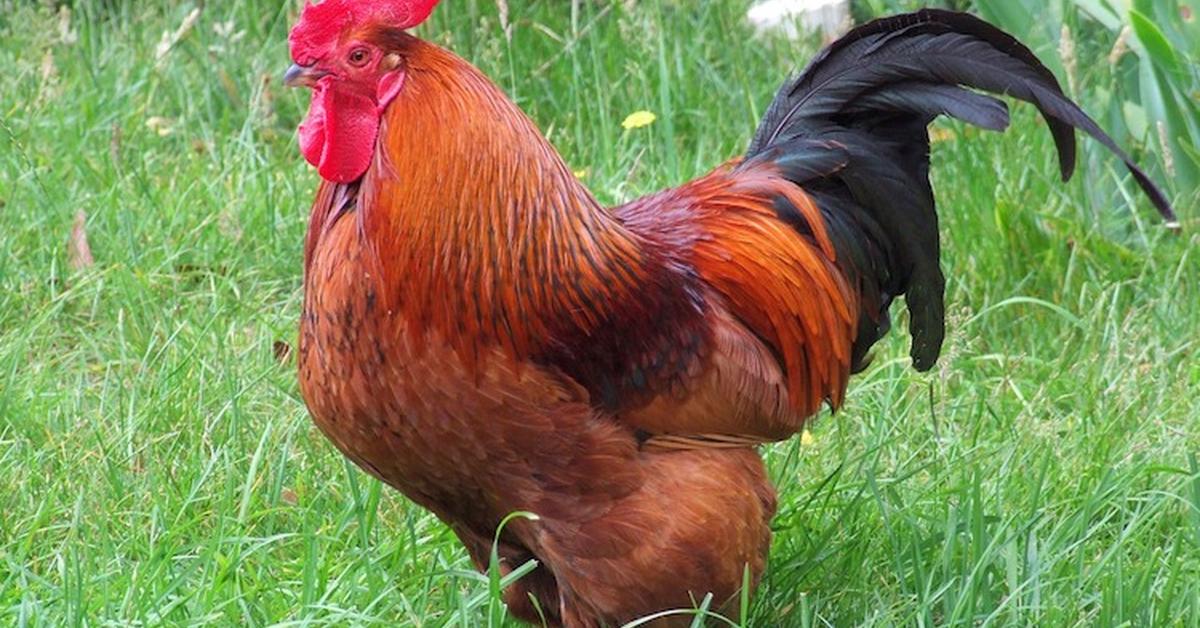 Pictures of Rhode Island Red Chicken