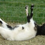 Pictures of Fainting Goat