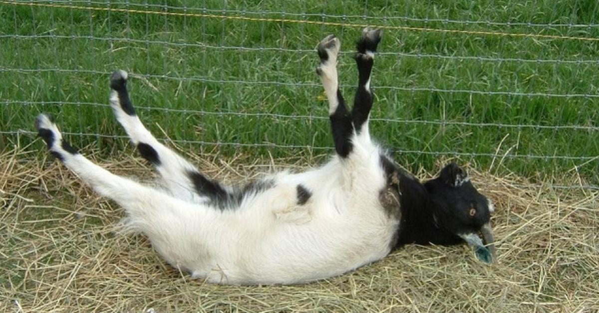 Pictures of Fainting Goat