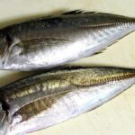 Pictures of Spanish Mackerel