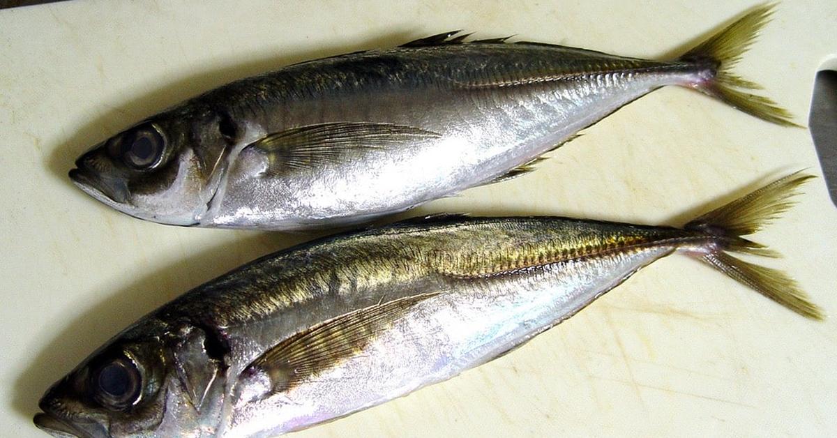 Pictures of Spanish Mackerel