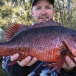 Pictures of Mangrove Snapper